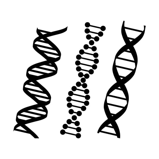 Wall Decals Pvc Dna Genealogy Biology Chemistry School Science Class Personalized Customization