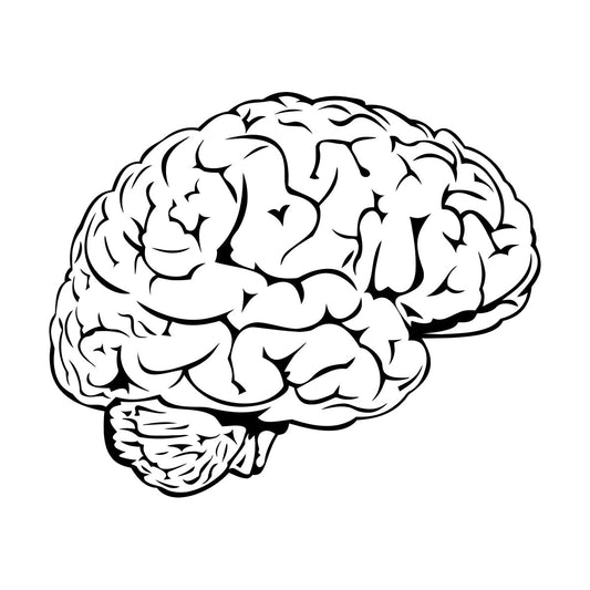 Fine Carving Stickers Brain Mind Anatomy Intellect Science Medicine Doctor It Won'T Fall Off